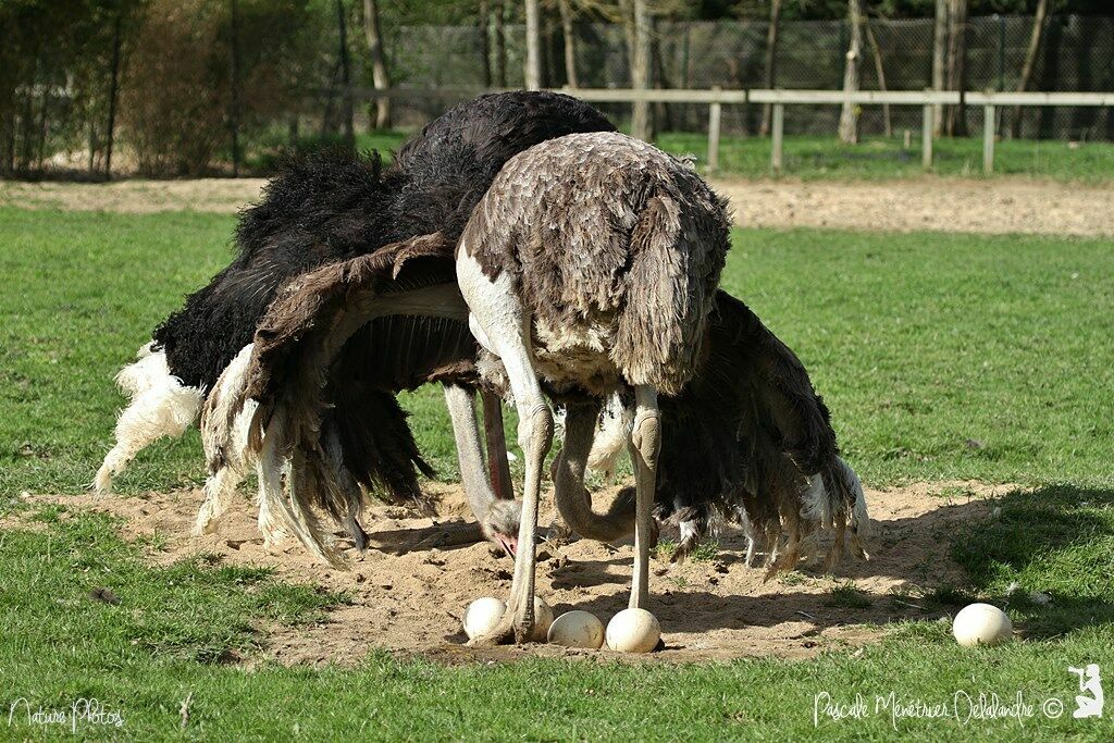 Common Ostrich