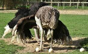 Common Ostrich