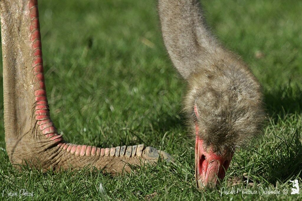 Common Ostrich