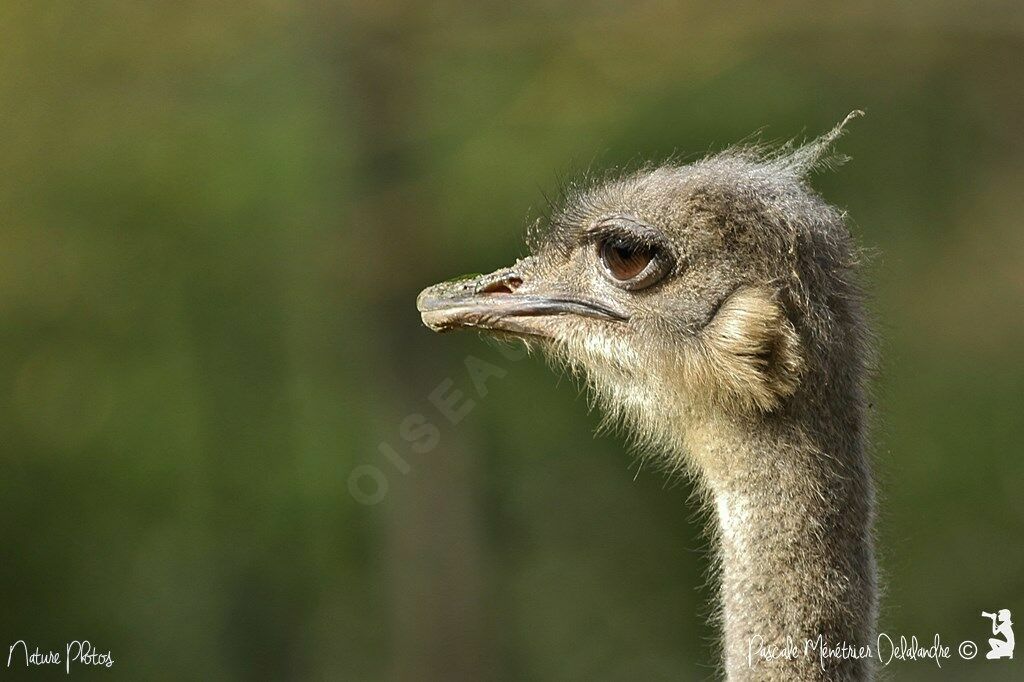 Common Ostrich