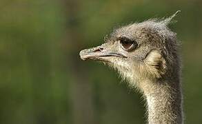 Common Ostrich