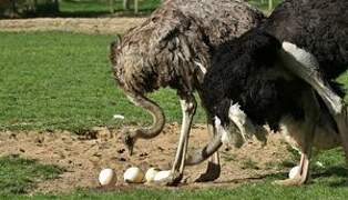 Common Ostrich