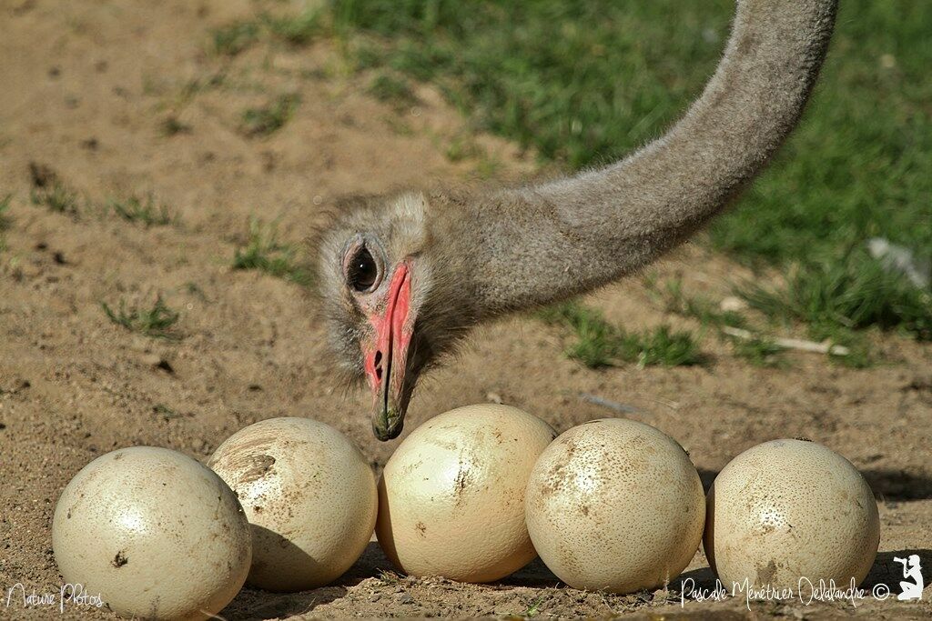 Common Ostrich