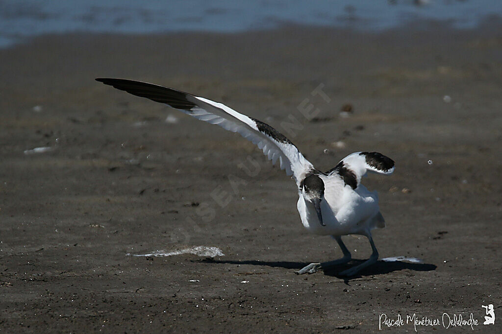 Avocette élégante