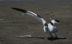 Avocette élégante