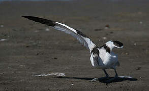 Pied Avocet