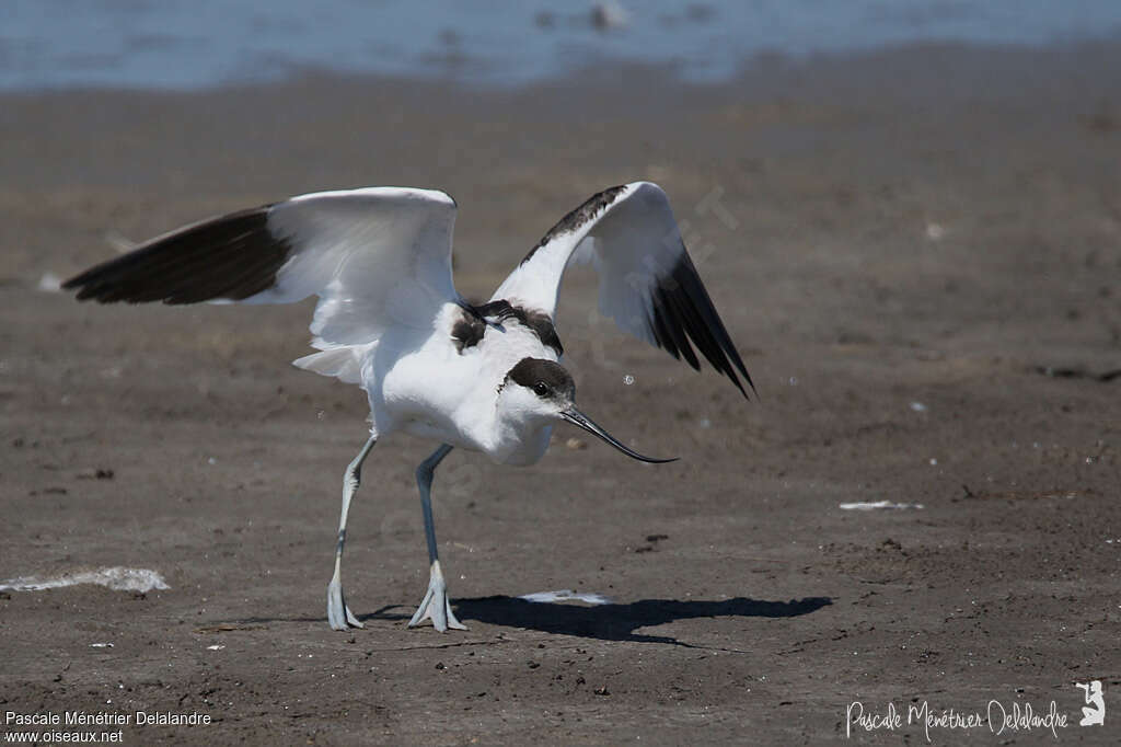 Avocette éléganteadulte, Comportement