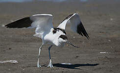 Avocette élégante