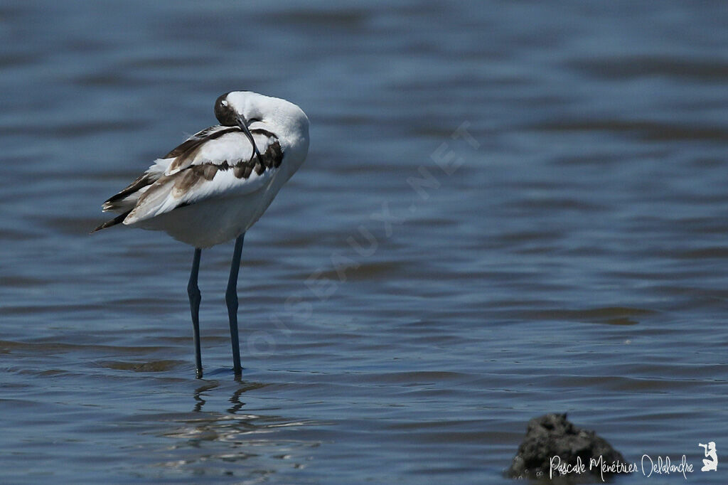 Avocette élégante