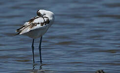 Avocette élégante