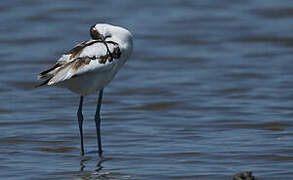 Pied Avocet