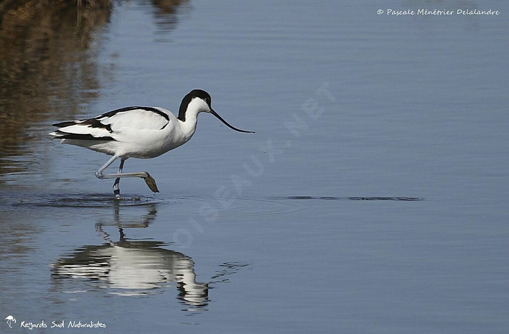 Avocette élégante