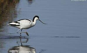 Avocette élégante