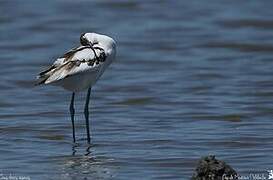 Avocette élégante