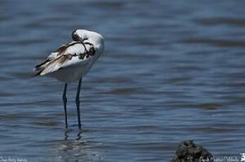 Avocette élégante