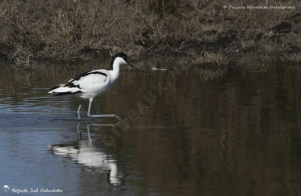 Pied Avocet