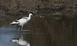 Avocette élégante