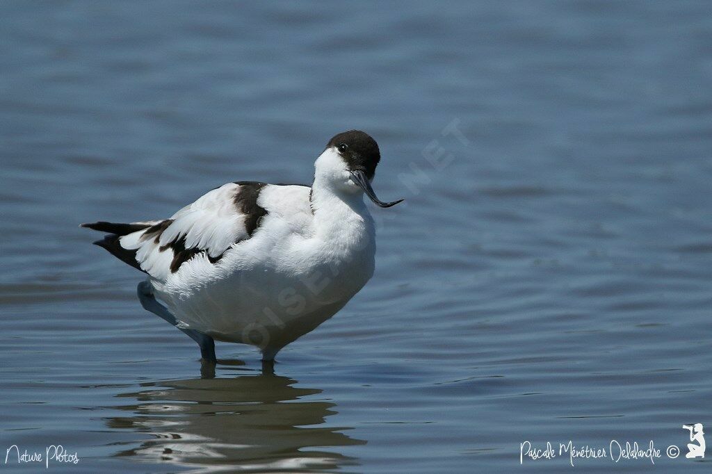 Pied Avocet