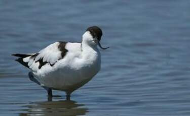 Avocette élégante