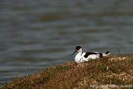 Pied Avocet