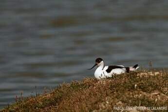 Avocette élégante