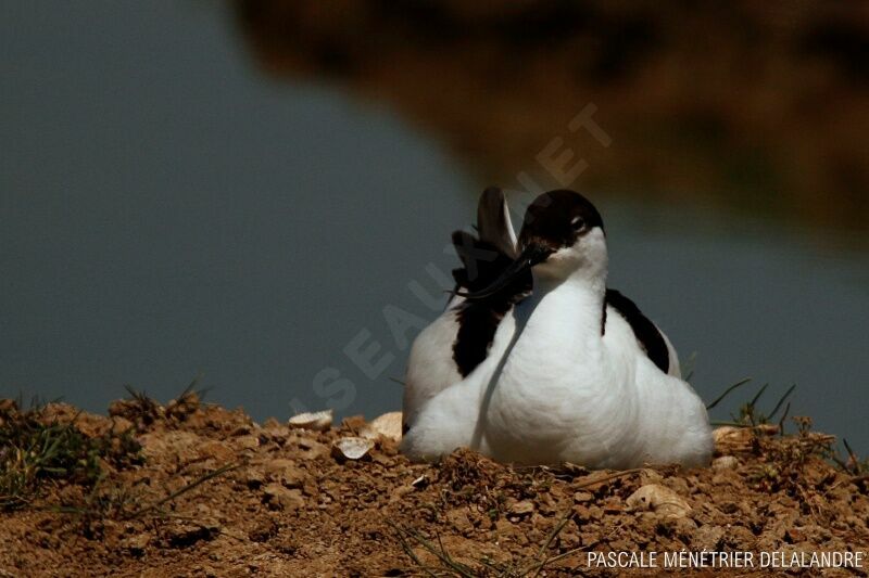 Pied Avocet