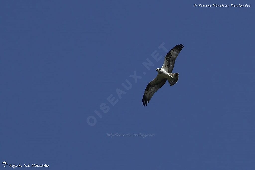 Western Osprey