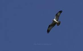 Western Osprey