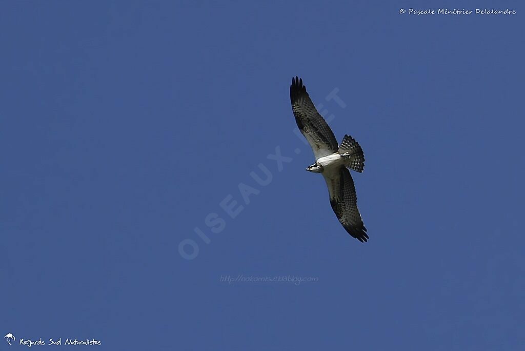 Western Osprey