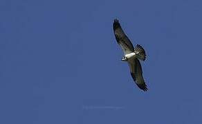 Western Osprey