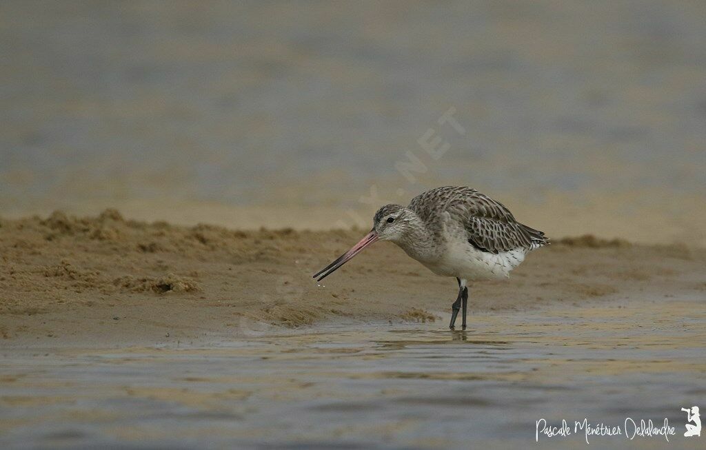 Bar-tailed Godwit