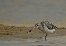 Bar-tailed Godwit