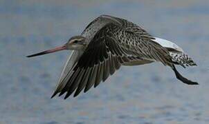 Bar-tailed Godwit