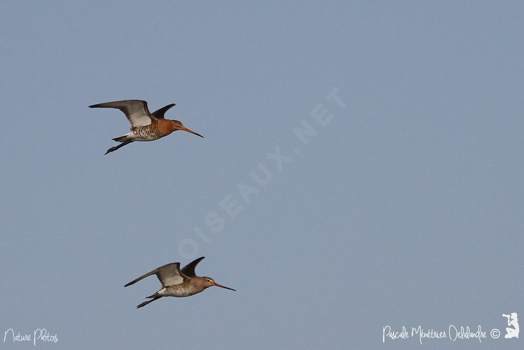 Bar-tailed Godwit