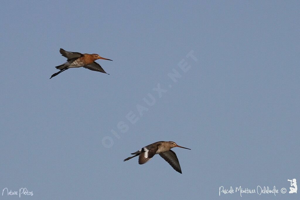 Bar-tailed Godwit