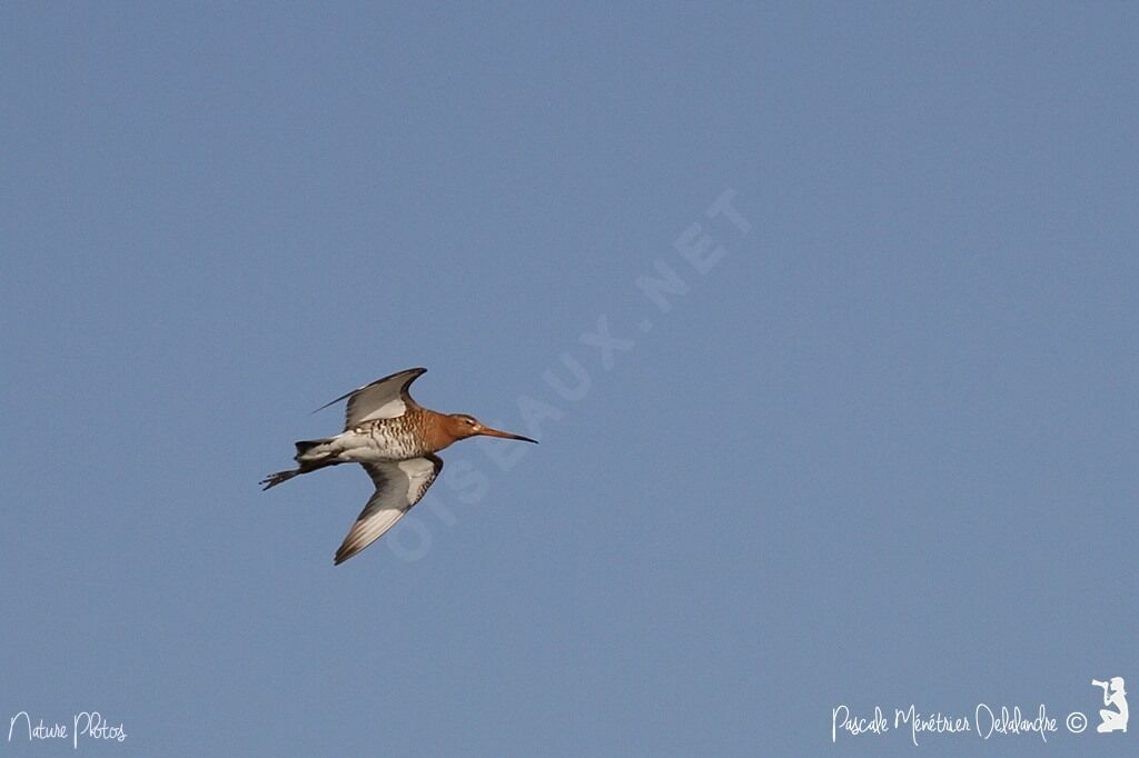 Bar-tailed Godwit