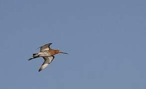 Bar-tailed Godwit