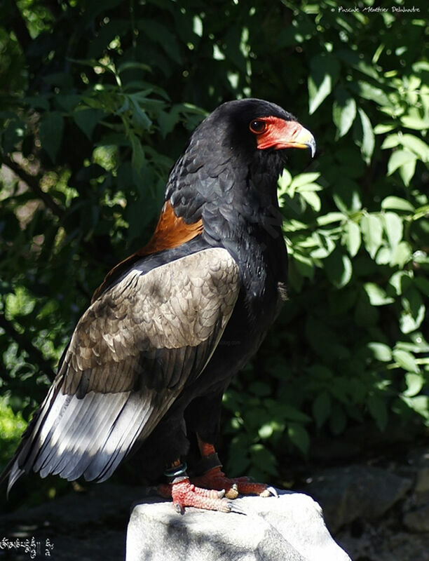 Bateleur