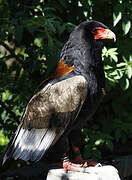 Bateleur des savanes