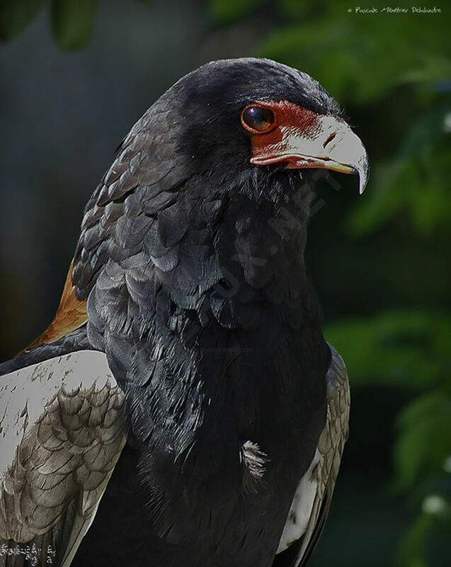 Bateleur