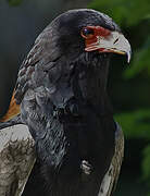 Bateleur des savanes