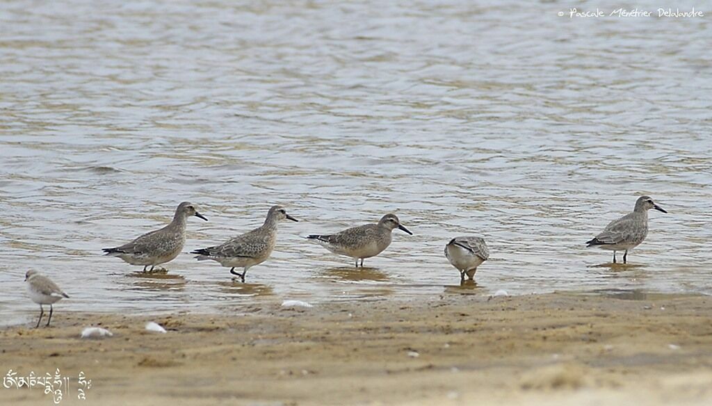 Red Knot