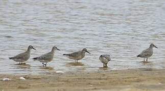 Red Knot