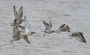 Red Knot