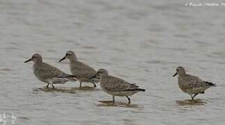 Red Knot