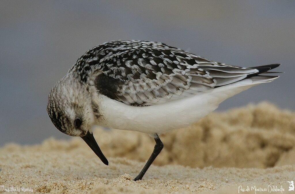 Bécasseau sanderling