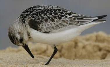 Bécasseau sanderling