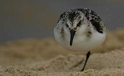 Bécasseau sanderling