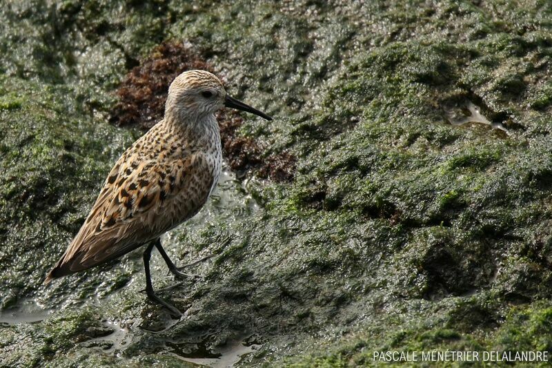 Dunlin