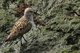 Dunlin